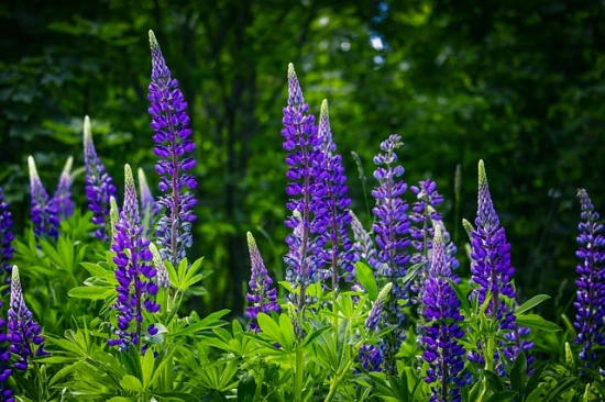 Łubin (Lupinus) - odpowiednia pielęgnacja