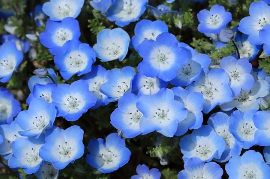 Porcelanka niebieska (Nemophila menziesii)