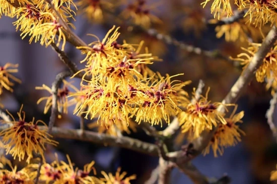 Oczar wirginijski (Hamamelis virginiana) – odpowiednia uprawa i pielęgnacja