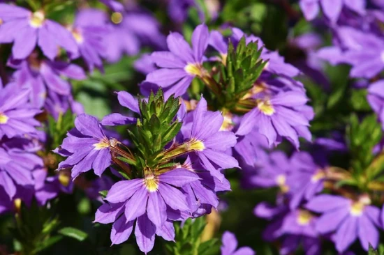 Scewola (Scaevola aemula) - pielęgnacja i uprawa