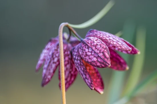 Szachownica kostkowata (Fritillaria meleagris) – pielęgnacja, uprawa i ciekawostki