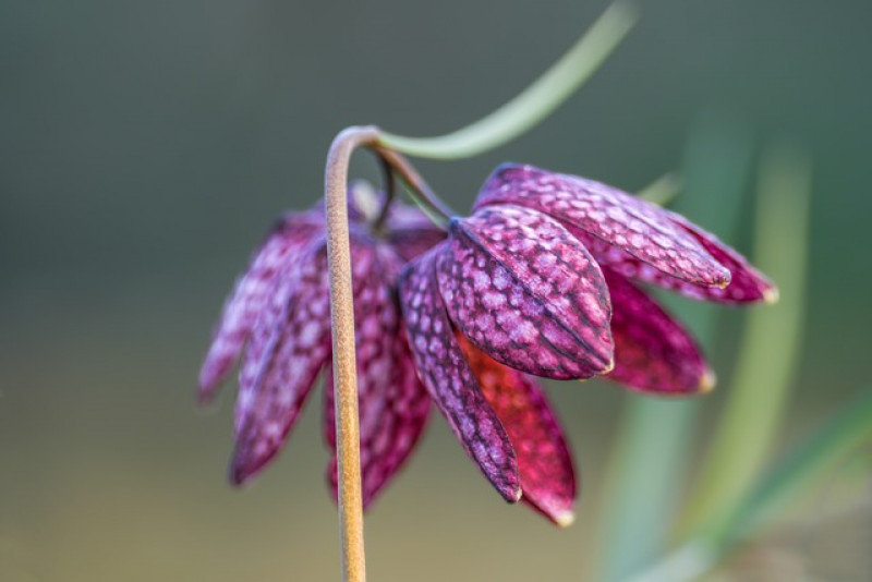 Szachownica kostkowata (Fritillaria meleagris) – pielęgnacja, uprawa i ciekawostki