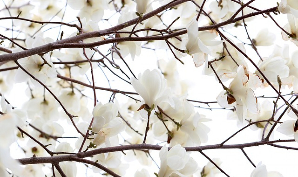Magnolia japońska (Magnolia kobus) - uprawa, pielęgnacja i ciekawostki