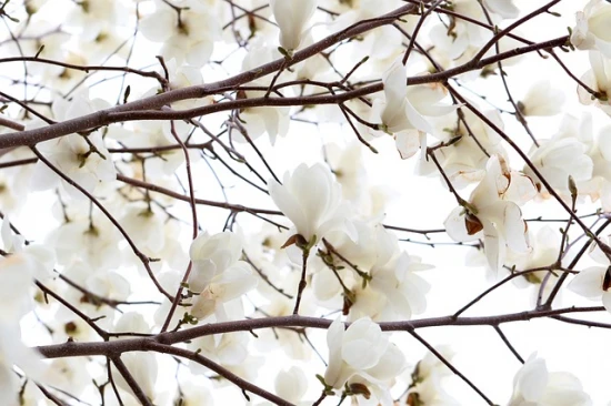 Magnolia japońska (Magnolia kobus) - uprawa, pielęgnacja i ciekawostki