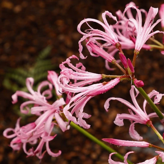 Nerina (Nerine) - pielęgnacja, uprawa i ciekawostki