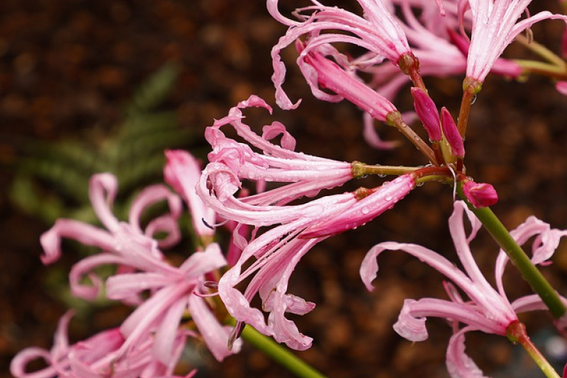 Nerina (Nerine) - pielęgnacja, uprawa i ciekawostki