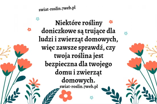Niektóre rośliny doniczkowe są trujące dla ludzi i zwierząt domowych ...