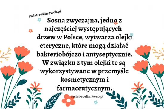 Sosna zwyczajna