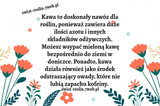 Kawa to doskonały nawóz dla roślin...