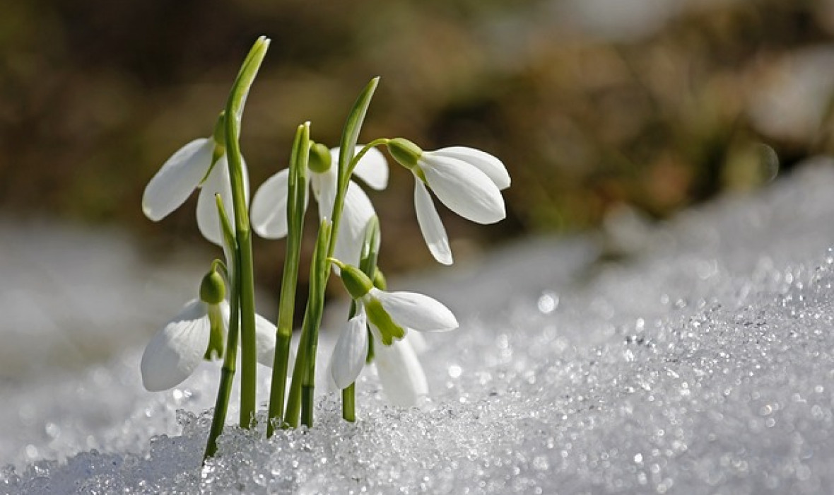 ❄️ Przebiśnieg – uprawa, pielęgnacja i ciekawostki