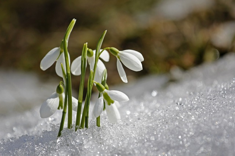 ❄️ Przebiśnieg – uprawa, pielęgnacja i ciekawostki