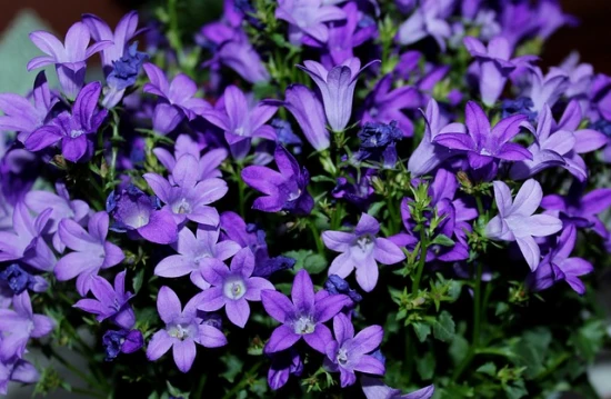 Dzwonek (Campanula) - uprawa i pielęgnacja