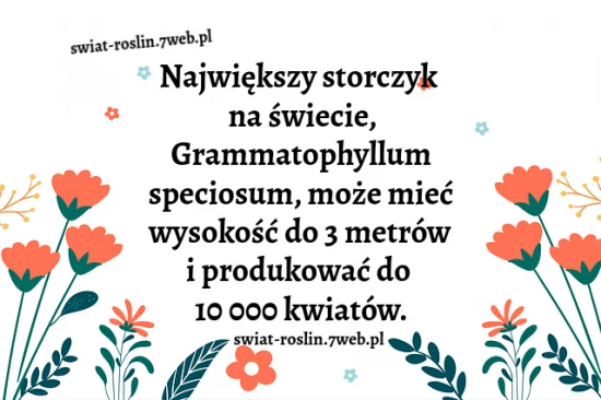 Największy storczyk na świecie