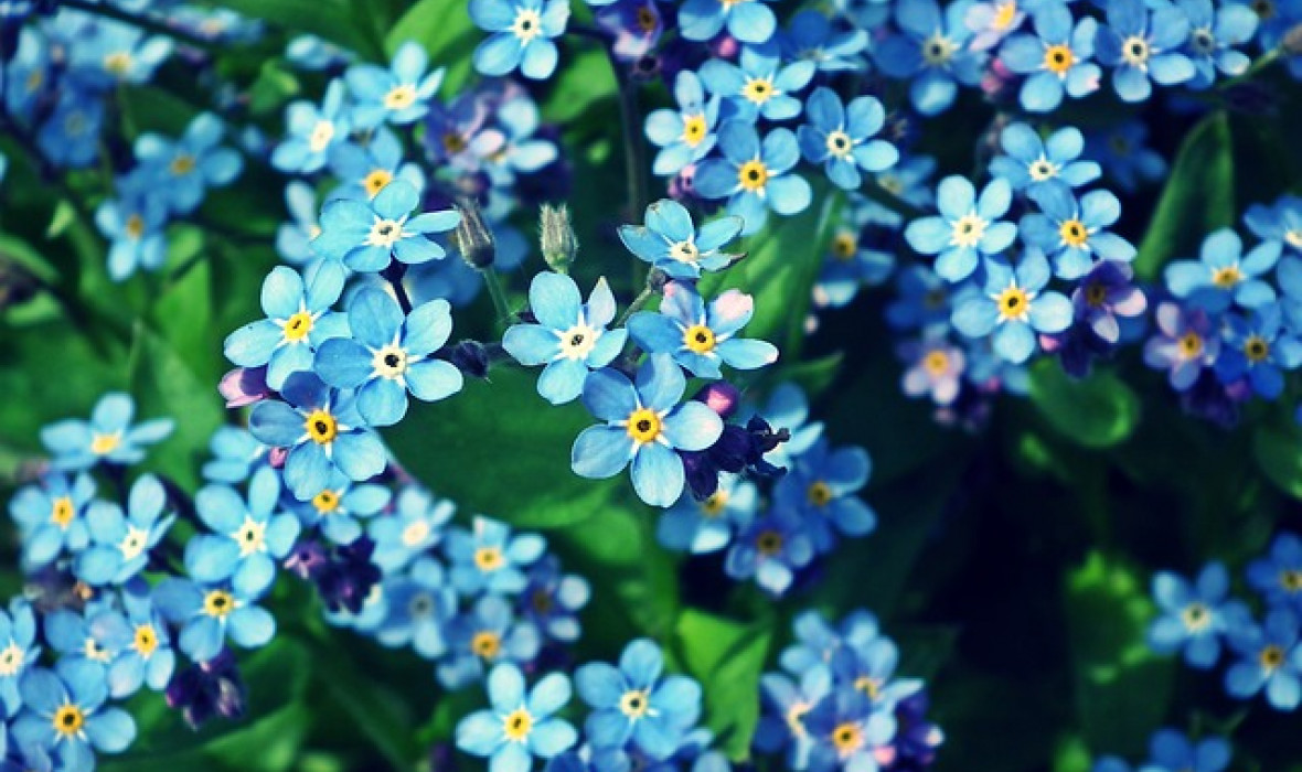 Niezapominajka (Myosotis)  - pielęgnacja i ciekawostki
