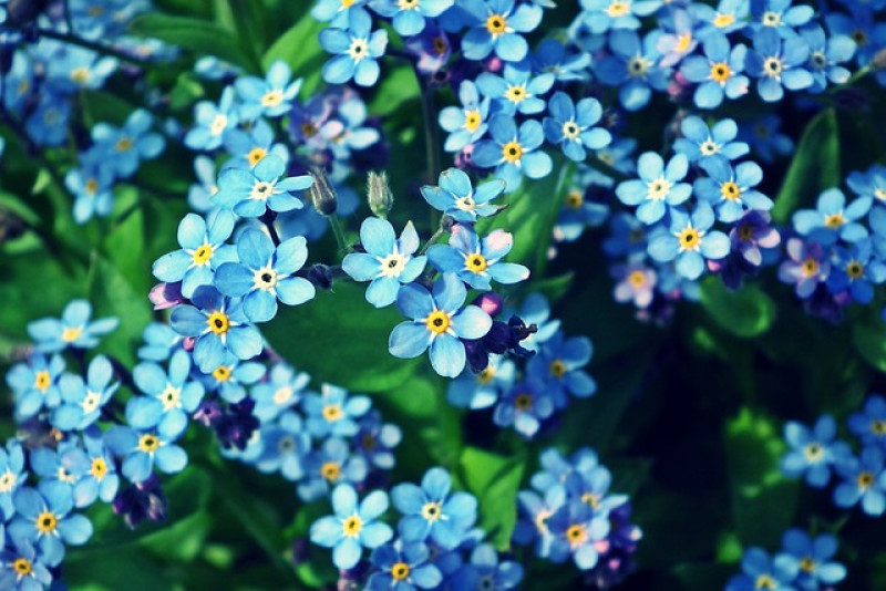 Niezapominajka (Myosotis)  - pielęgnacja i ciekawostki