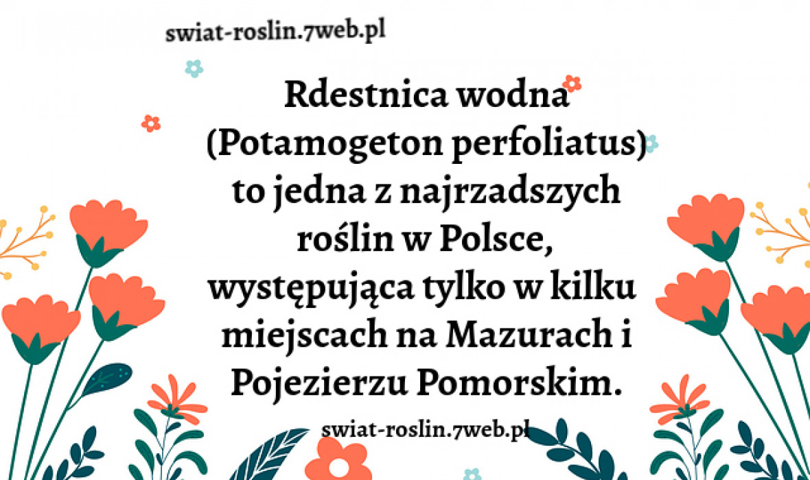 Rdestnica wodna