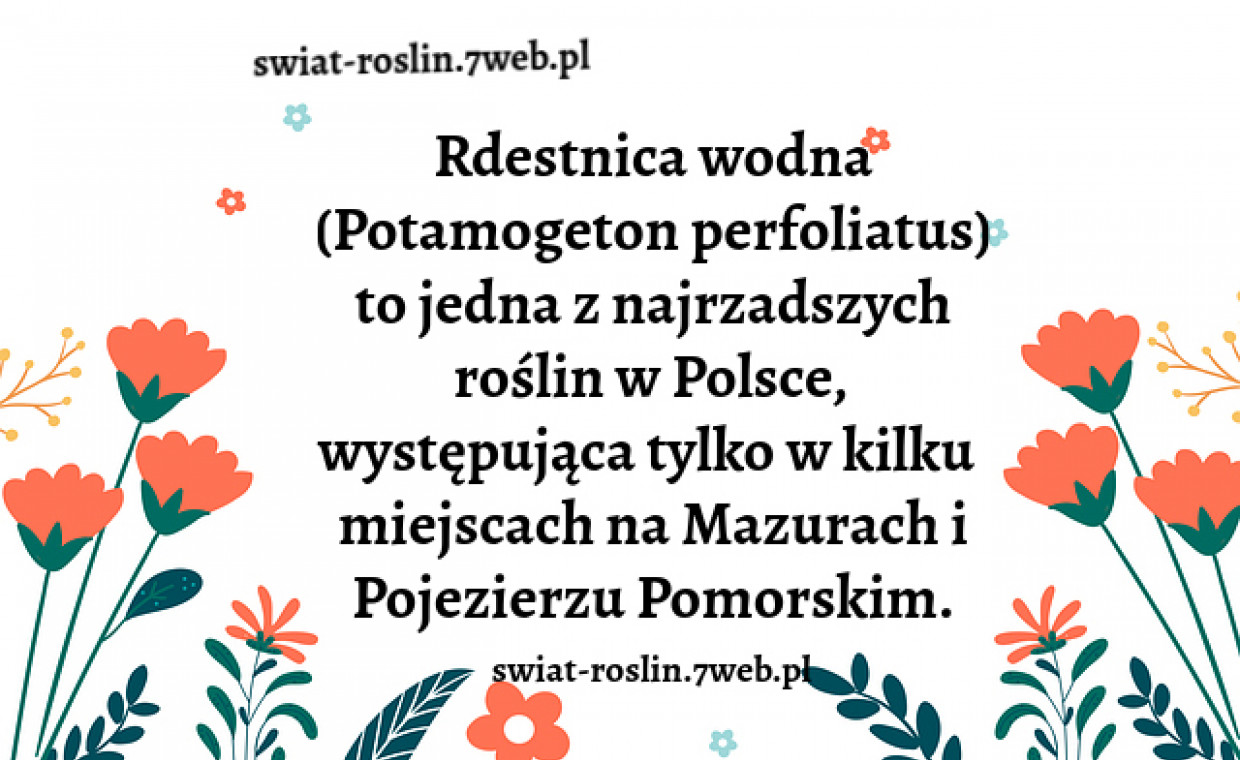 Rdestnica wodna