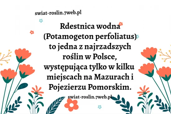 Rdestnica wodna