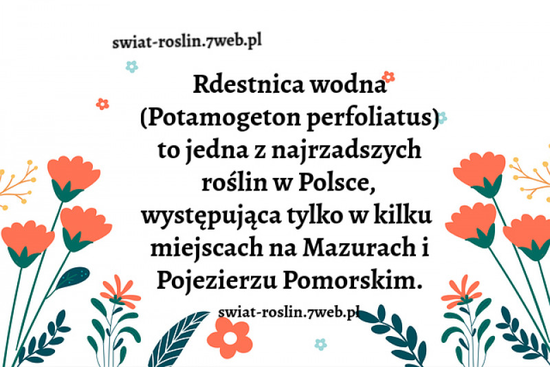 Rdestnica wodna