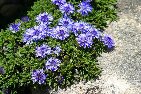 Kulnik sercolistny (Globularia cordifolia) – charakterystyka, pielęgnacja i ciekawostki