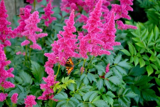 Tawułka Arendsa (Astilbe Arendsii) – niesamowicie dekoracyjna roślina!