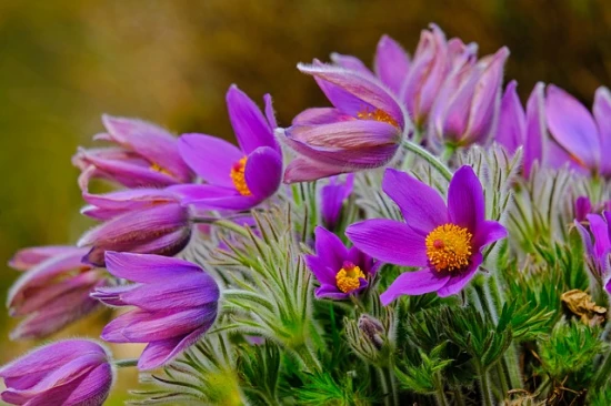 Sasanka zwyczajna (Pulsatilla vulgaris) – pielęgnacja i ciekawostki