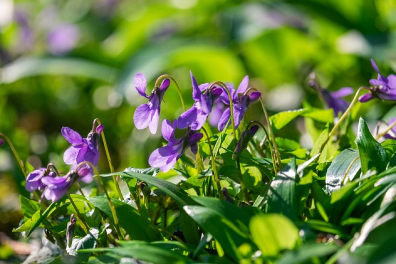 Fiołek wonny (Viola odorata) – pielęgnacja i ciekawostki