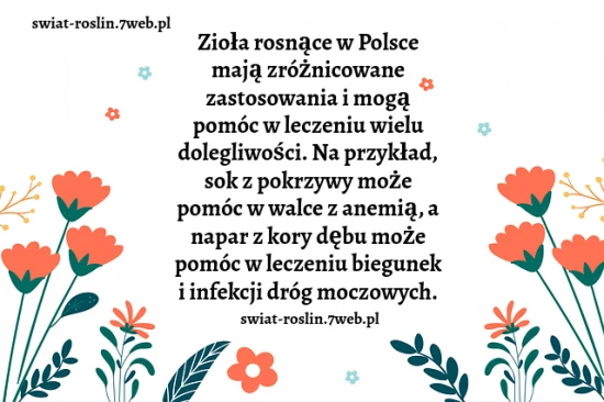 Zioła
