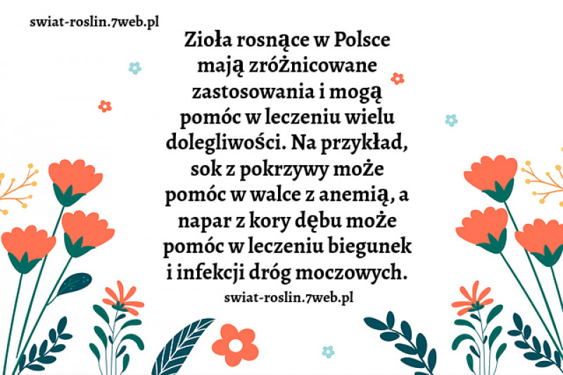 Zioła