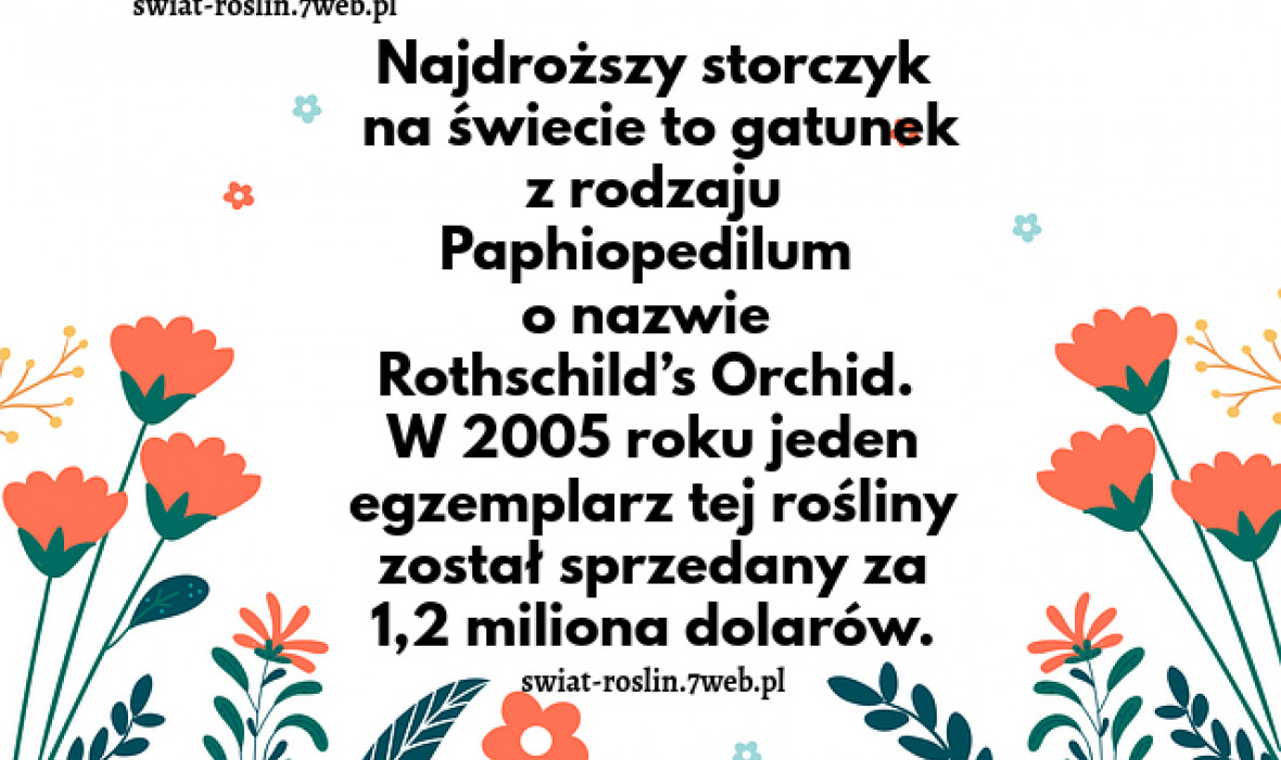 Najdroższy storczyk na świecie