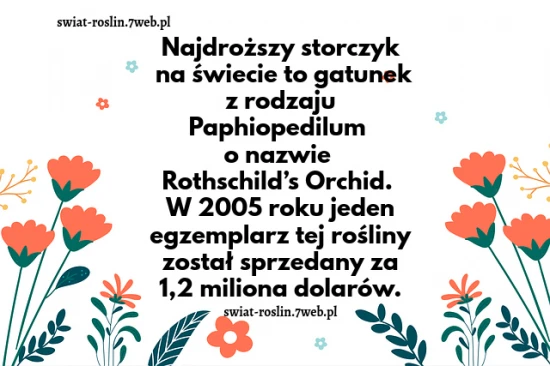 Najdroższy storczyk na świecie