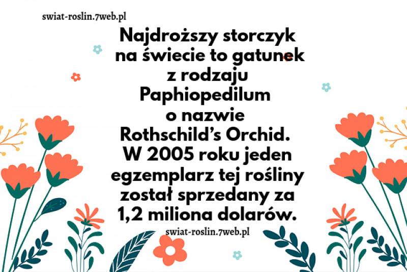 Najdroższy storczyk na świecie