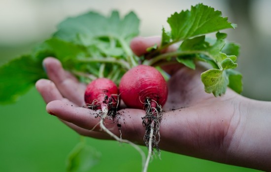 Uprawa i pielęgnacja rzodkiewki: jak uzyskać szybki i smaczny plon w ogródku?