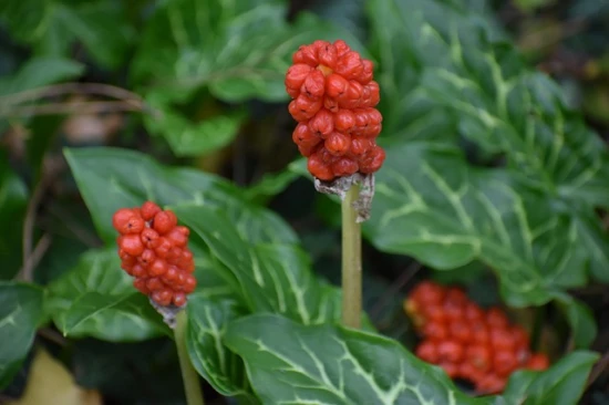 Obrazki włoskie – arum italicum: Roślina, która zachwyca swoim wyglądem
