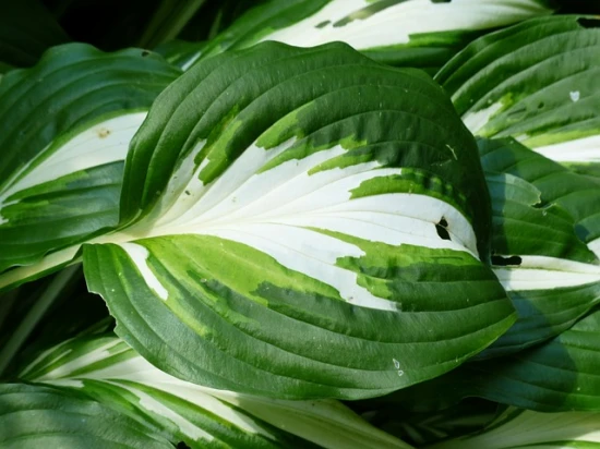 Funkia 'Undulata Mediovariegata': Piękno i elegancja w ogrodzie