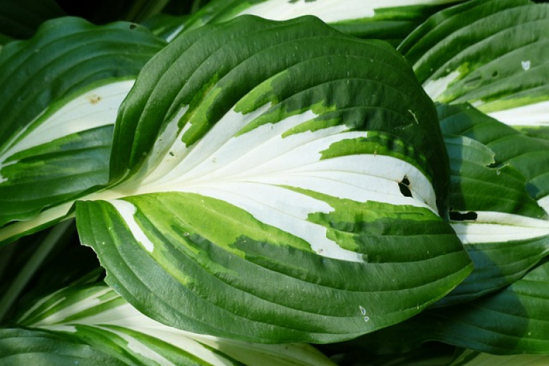 Funkia 'Undulata Mediovariegata': Piękno i elegancja w ogrodzie