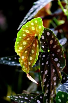 Begonia maculata: Oaza egzotyki w Twoim wnętrzu