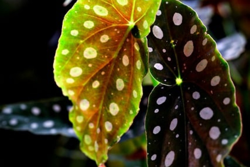 Begonia maculata: Oaza egzotyki w Twoim wnętrzu