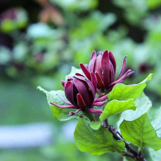 Uprawa i pielęgnacja kielichowca wonnego (Calycanthus floridus): Poradnik dla ogrodników