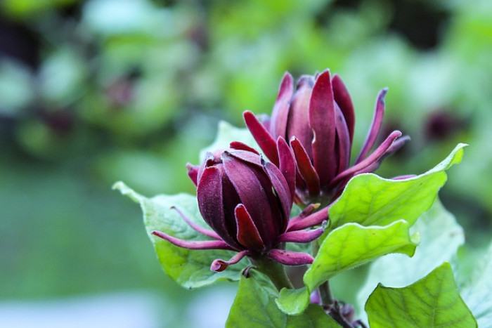 Uprawa i pielęgnacja kielichowca wonnego (Calycanthus floridus): Poradnik dla ogrodników