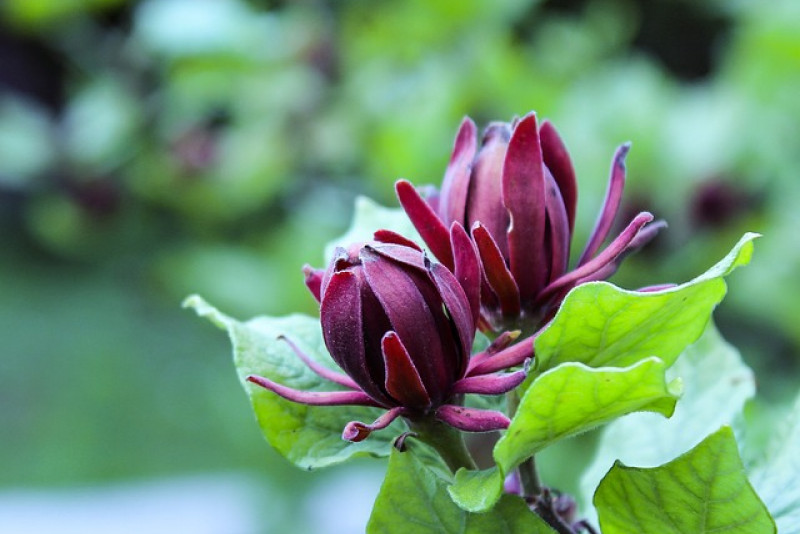Uprawa i pielęgnacja kielichowca wonnego (Calycanthus floridus): Poradnik dla ogrodników