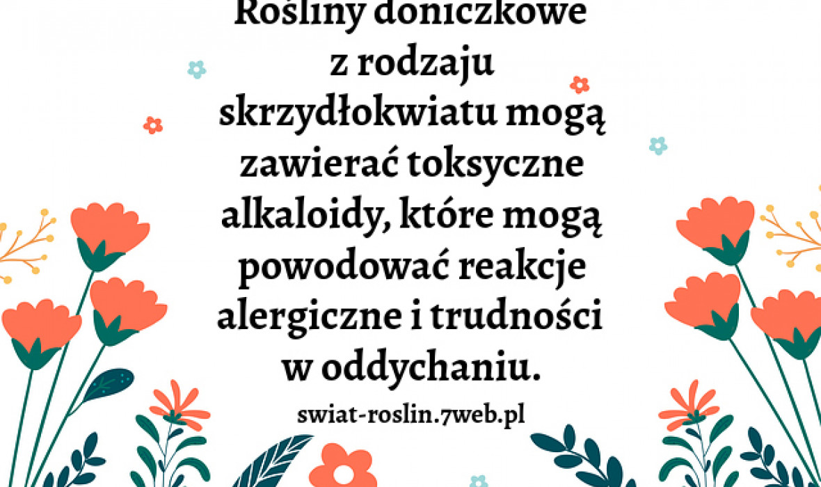 Rośliny doniczkowe z rodzaju skrzydłokwiatu