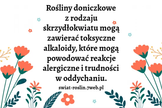 Rośliny doniczkowe z rodzaju skrzydłokwiatu