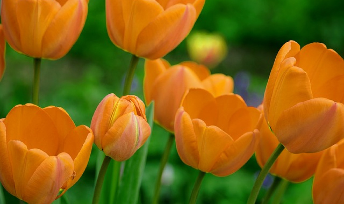 Tulipany we wrześniu: klucz do wiosennego ogrodu