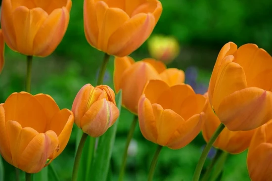 Tulipany we wrześniu: klucz do wiosennego ogrodu