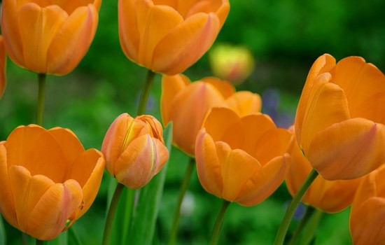 Tulipany we wrześniu: klucz do wiosennego ogrodu