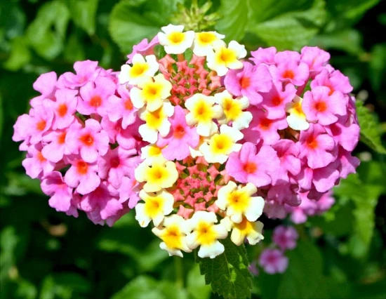Lantana camara: uprawa, pielęgnacja i ciekawostki o kolorowym kwiatowym krzewie