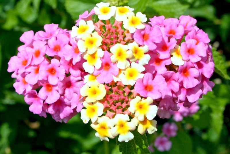 Lantana camara: uprawa, pielęgnacja i ciekawostki o kolorowym kwiatowym krzewie