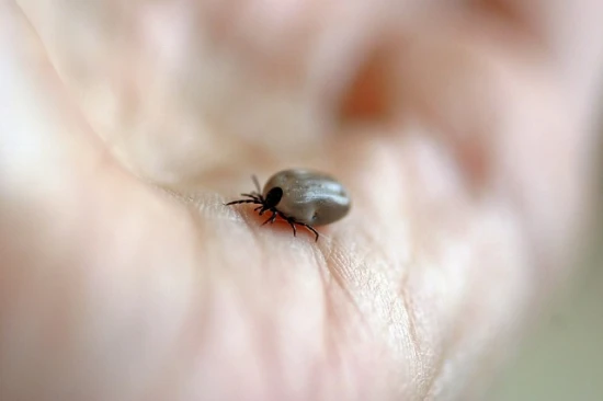 Rośliny odstraszające kleszcze: naturalne sposoby na ochronę przed tymi pasożytami
