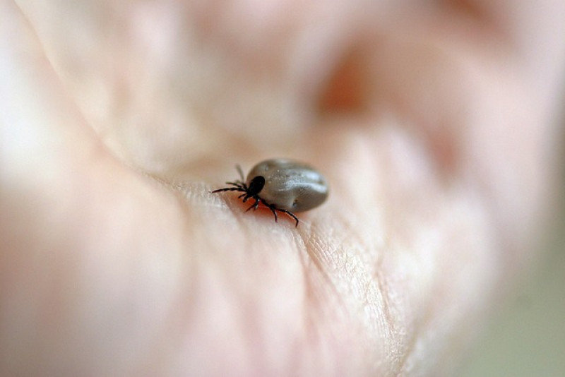 Rośliny odstraszające kleszcze: naturalne sposoby na ochronę przed tymi pasożytami